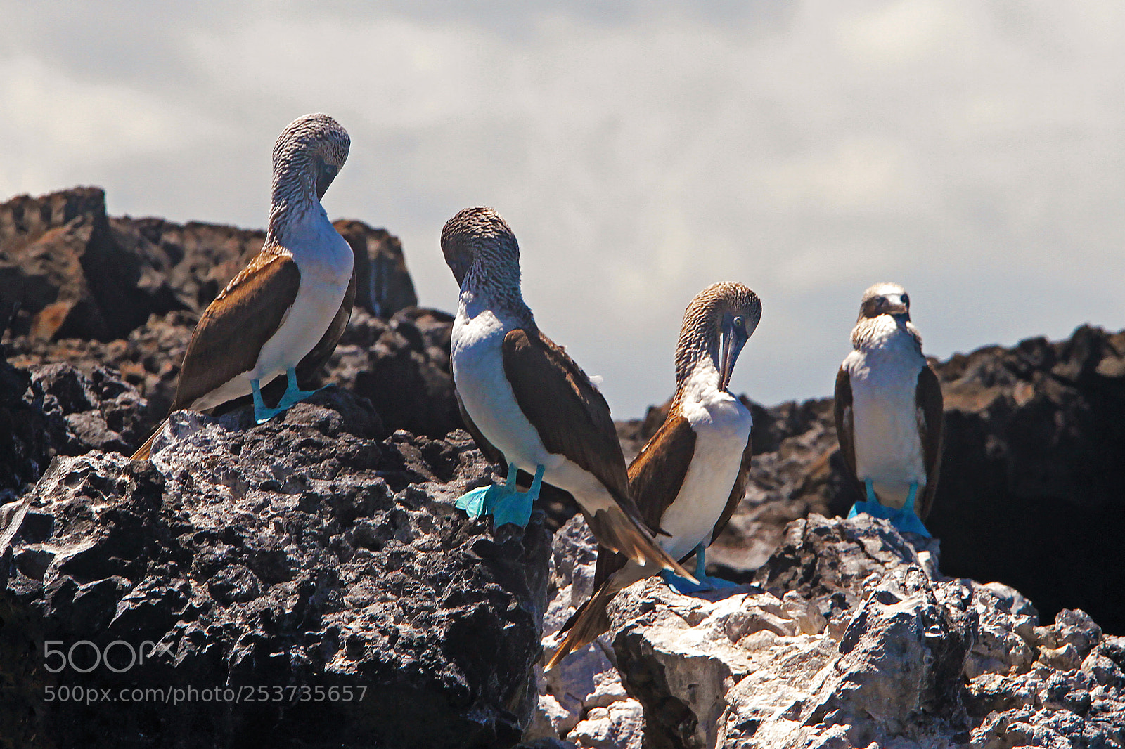 Canon EOS 7D sample photo. Blue-footed boobies photography