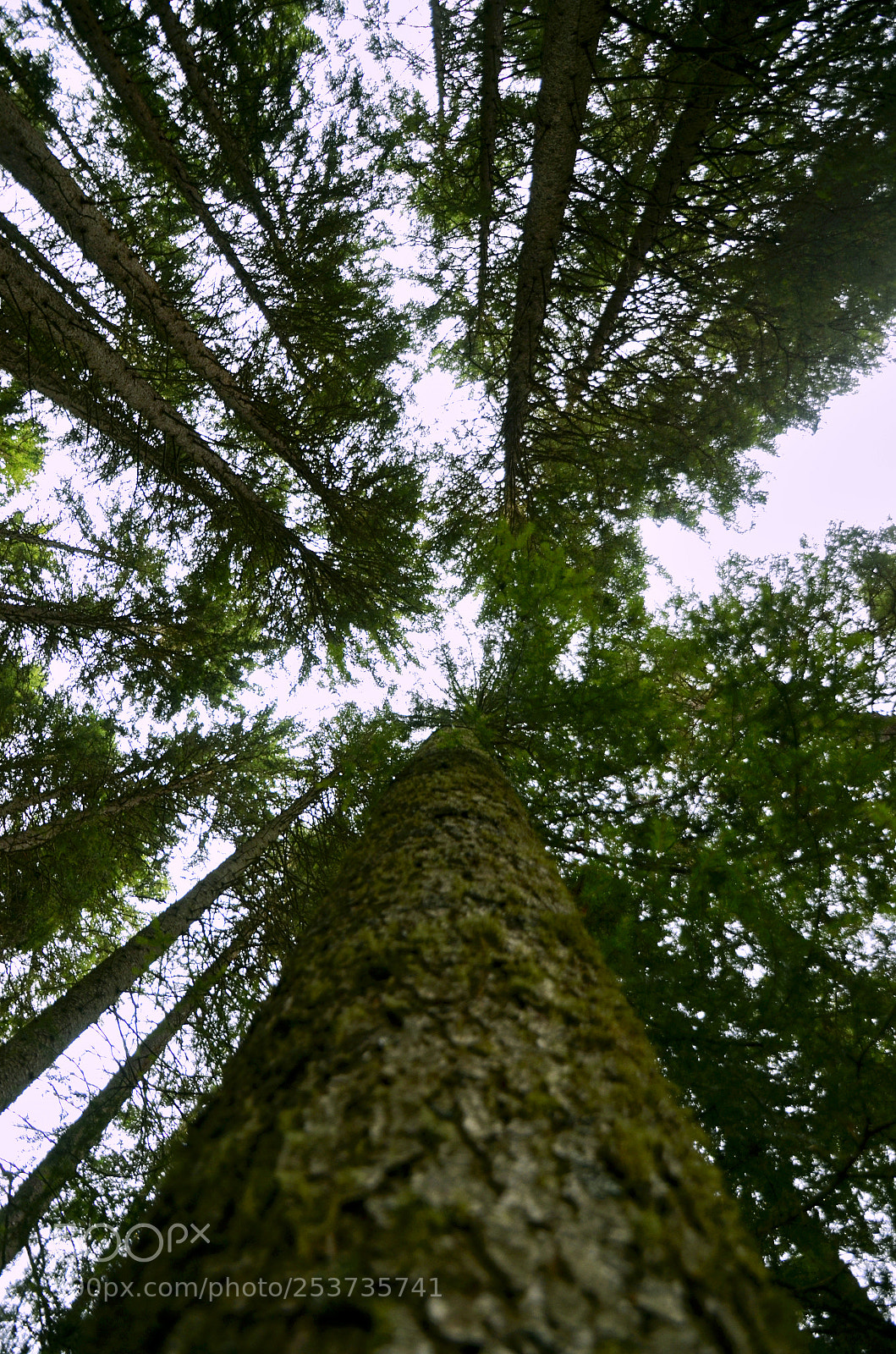 Nikon D7000 sample photo. Day 38 - trees photography