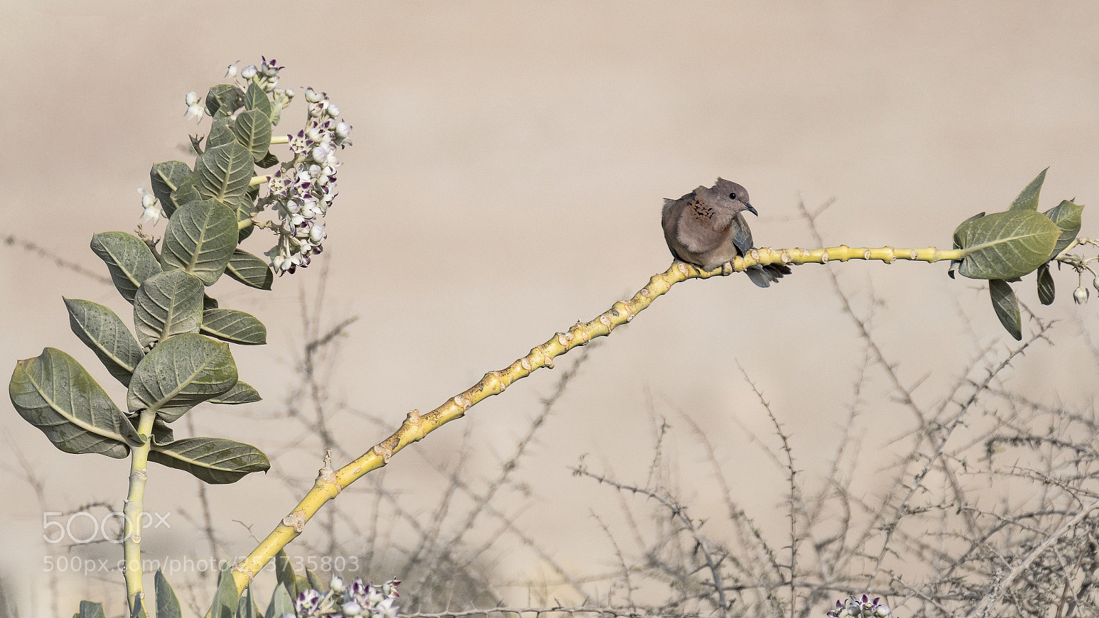 Nikon D500 sample photo. Laughing dove photography