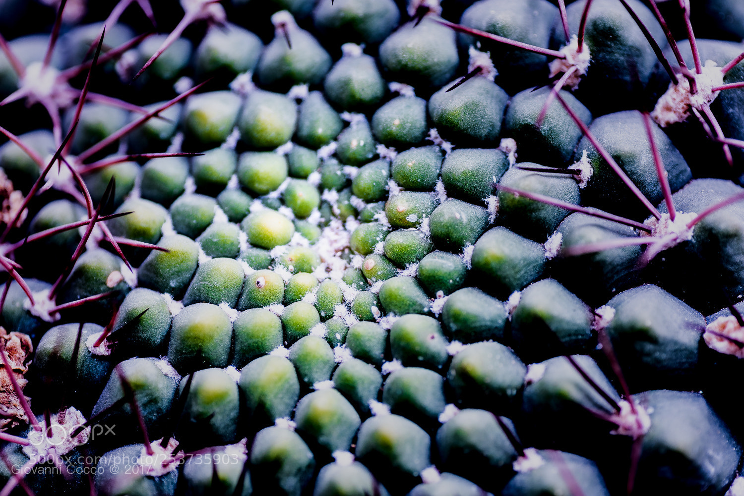 Nikon D810 sample photo. Cactus fractal photography