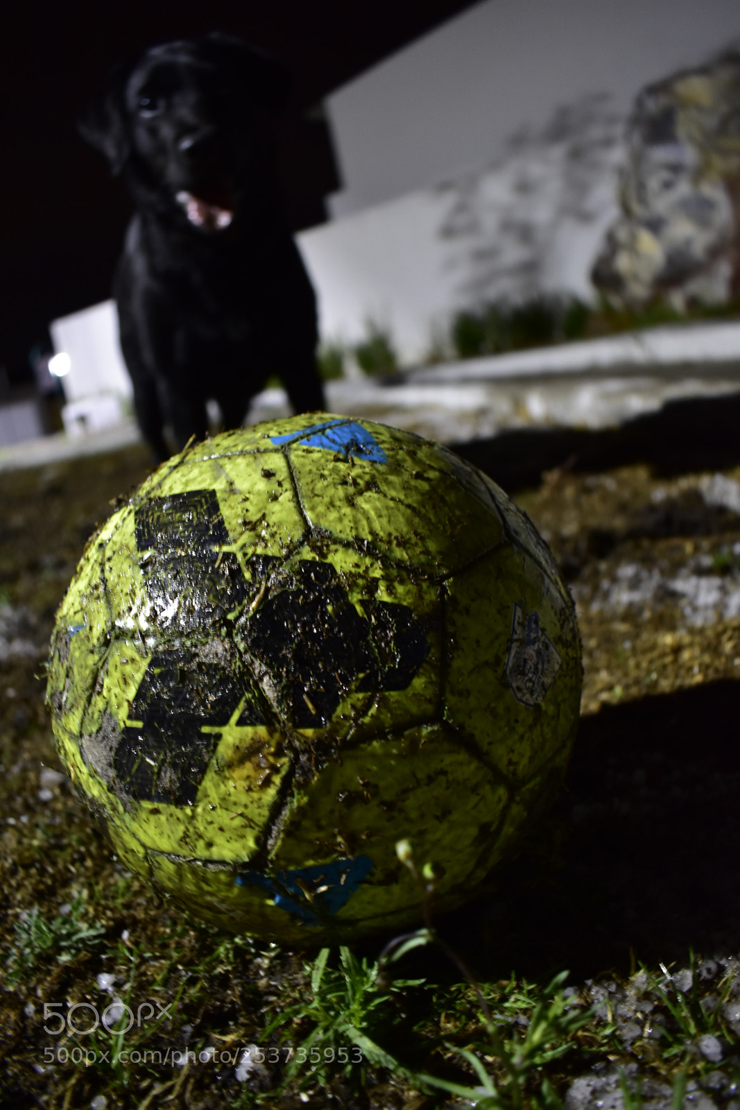 Nikon D3400 sample photo. Waiting to play photography