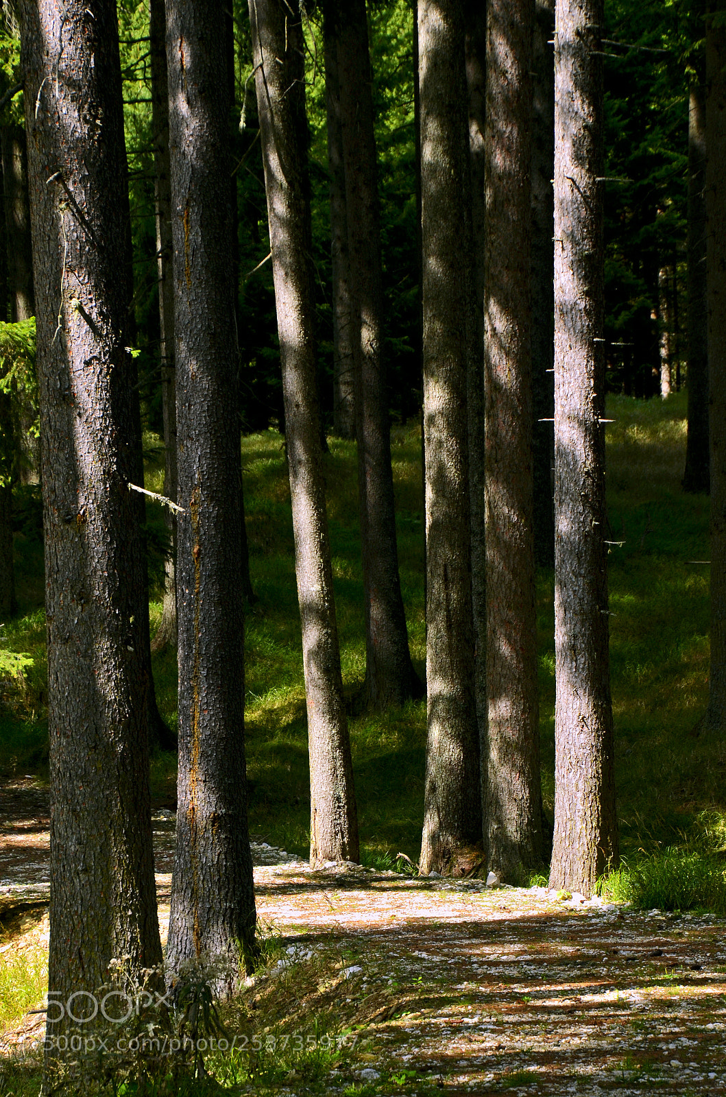 Nikon D7000 sample photo. Day 38 - woods photography