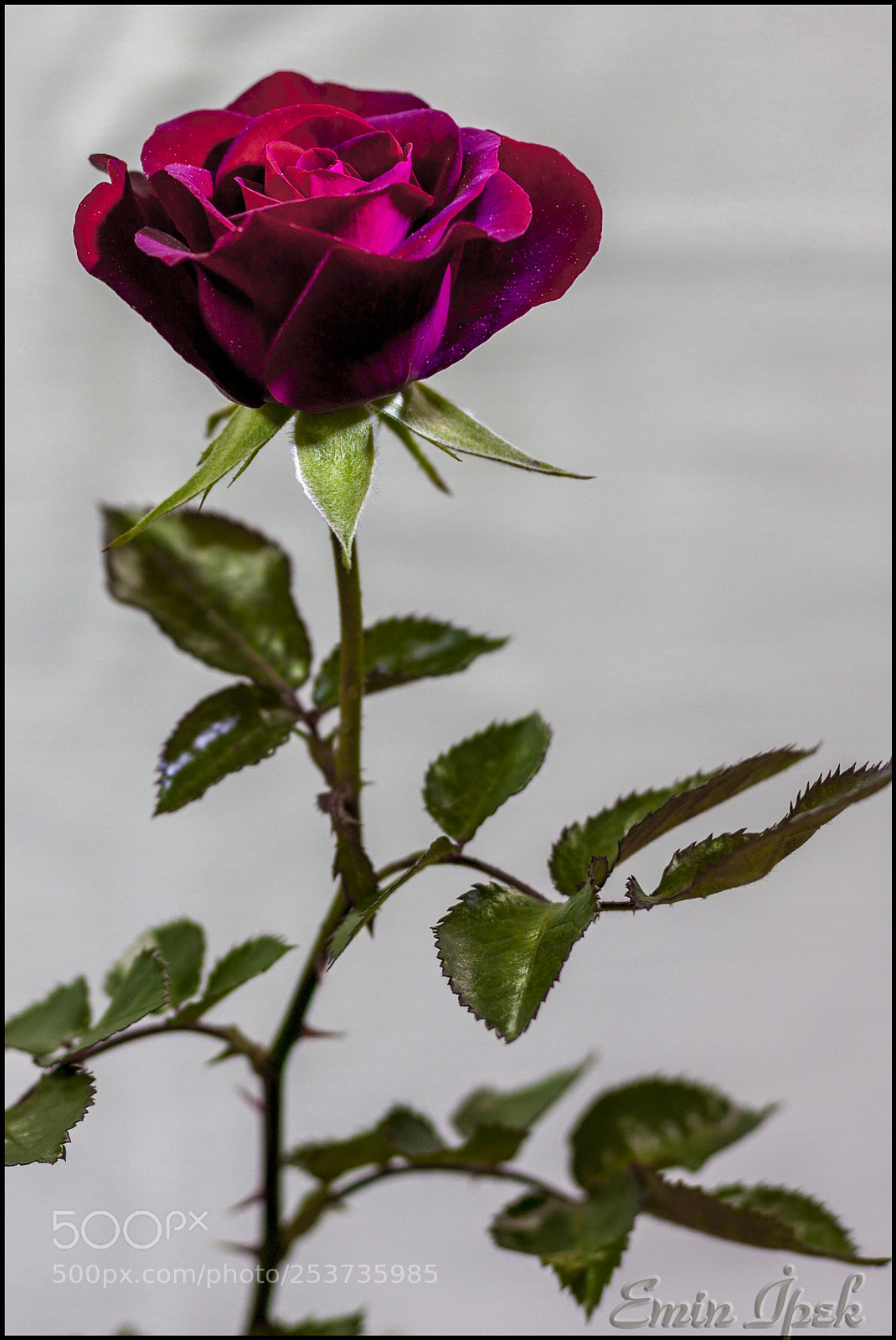 Canon EOS 40D sample photo. Rose photography