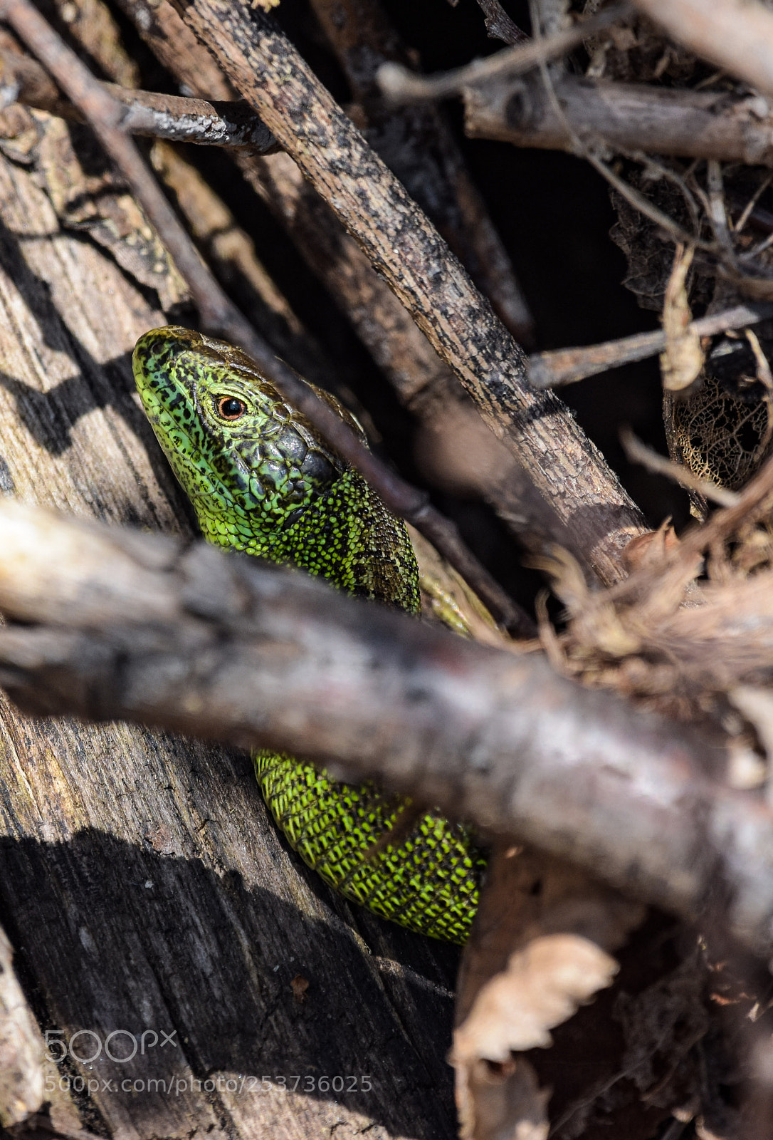 Nikon D7200 sample photo. 'male sand lizard lacerta photography