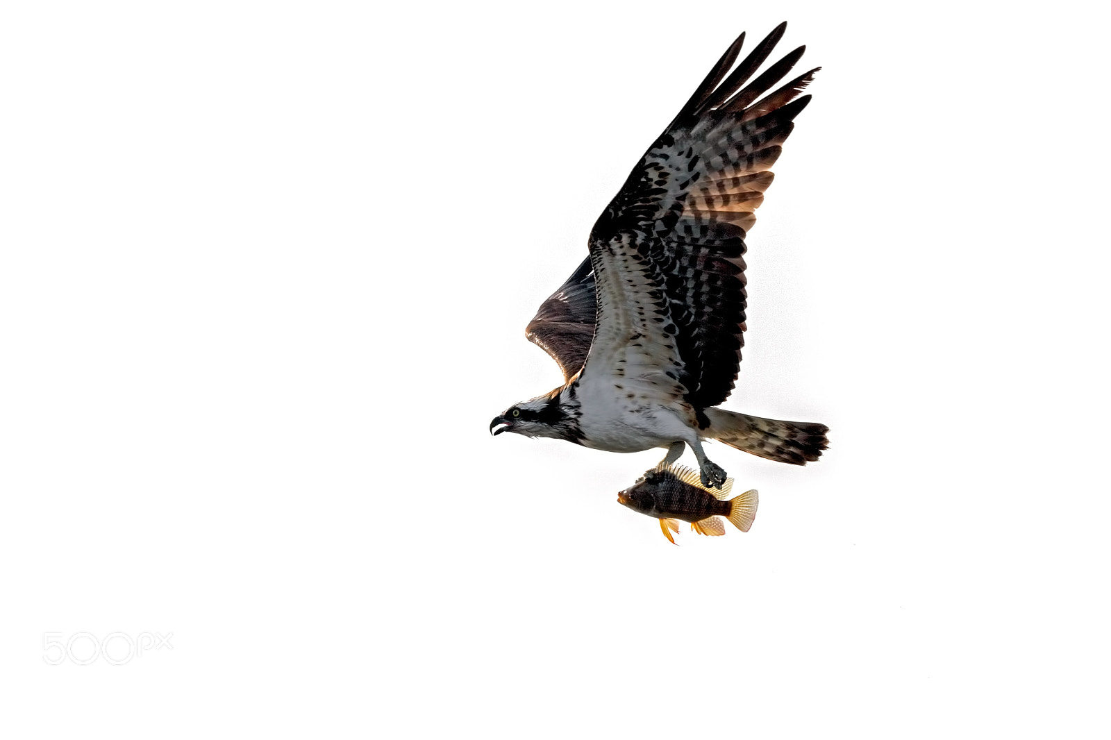 Canon EOS 7D Mark II sample photo. Osprey with fish kill photography