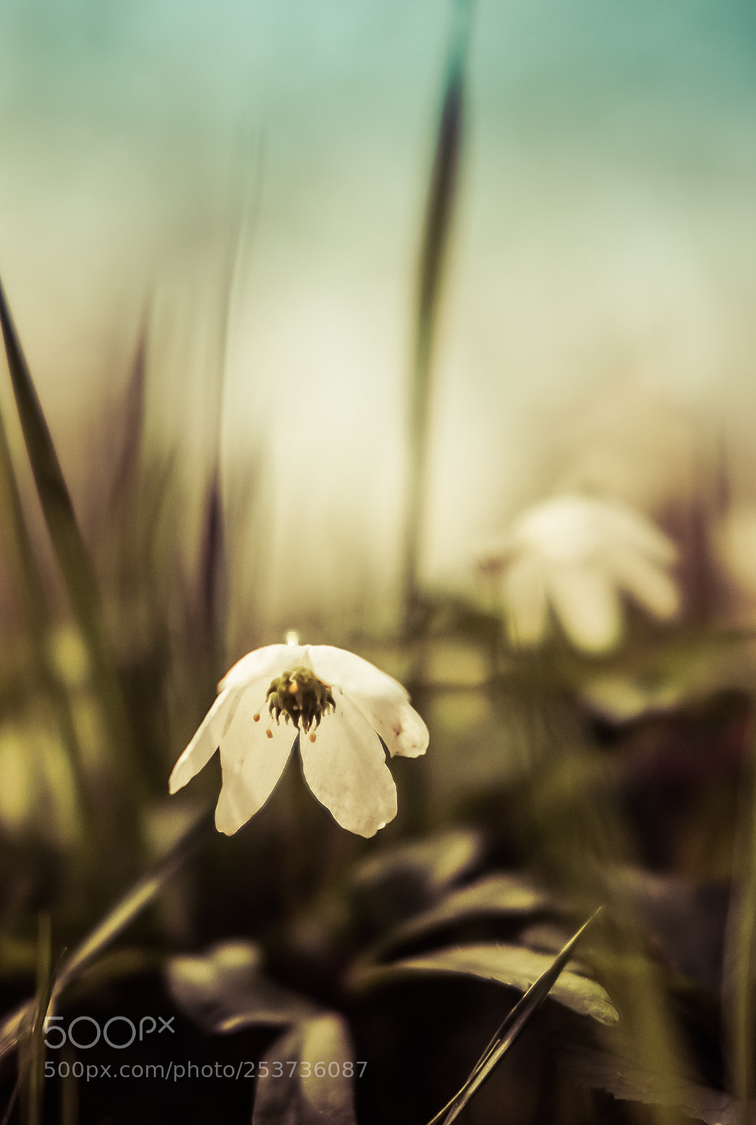 Fujifilm X-T10 sample photo. White flower photography