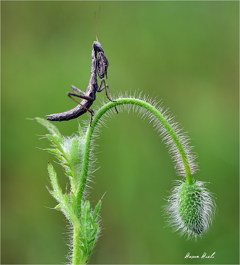 Nikon D3300 + ZEISS Makro-Planar T* 50mm F2 sample photo. ++++ photography