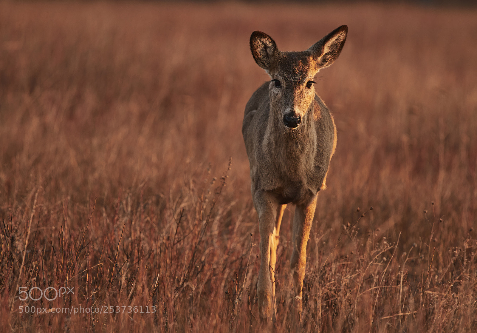 Nikon D500 sample photo. White tailed deer photography