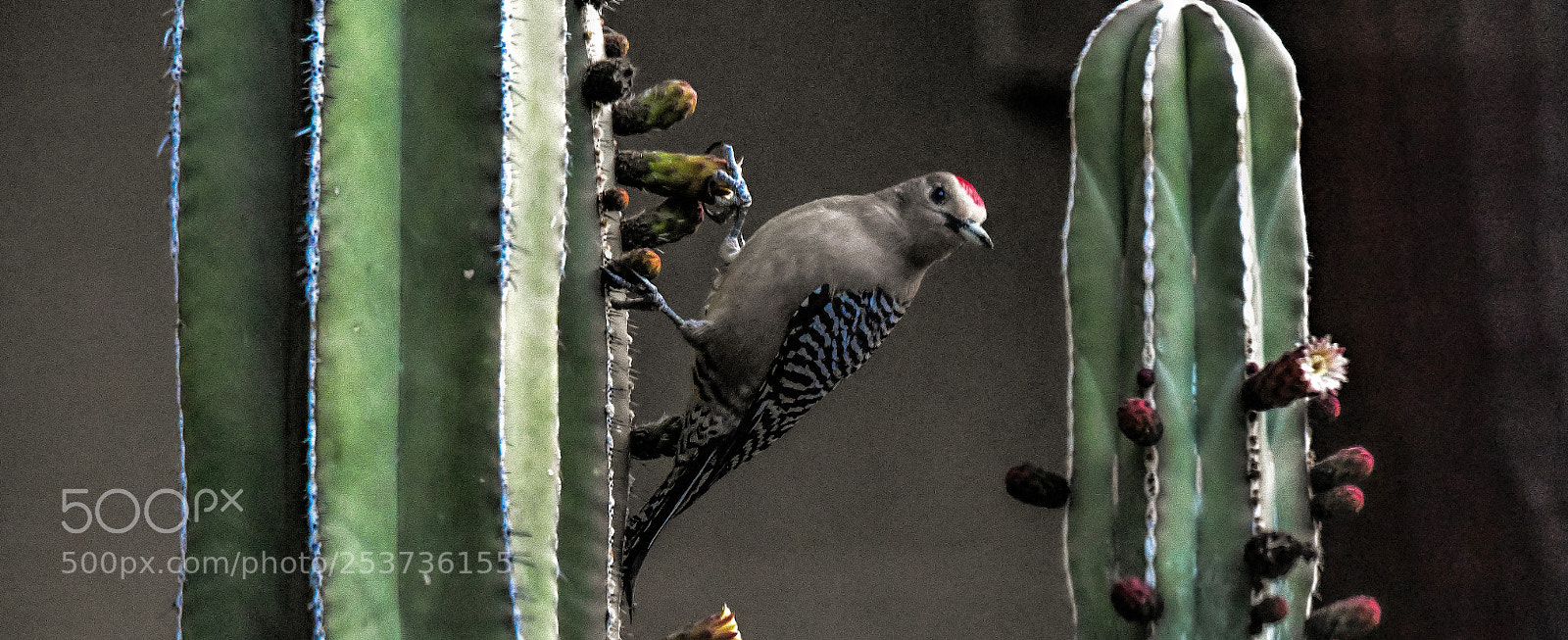 Nikon D5 sample photo. Gila woodpecker photography