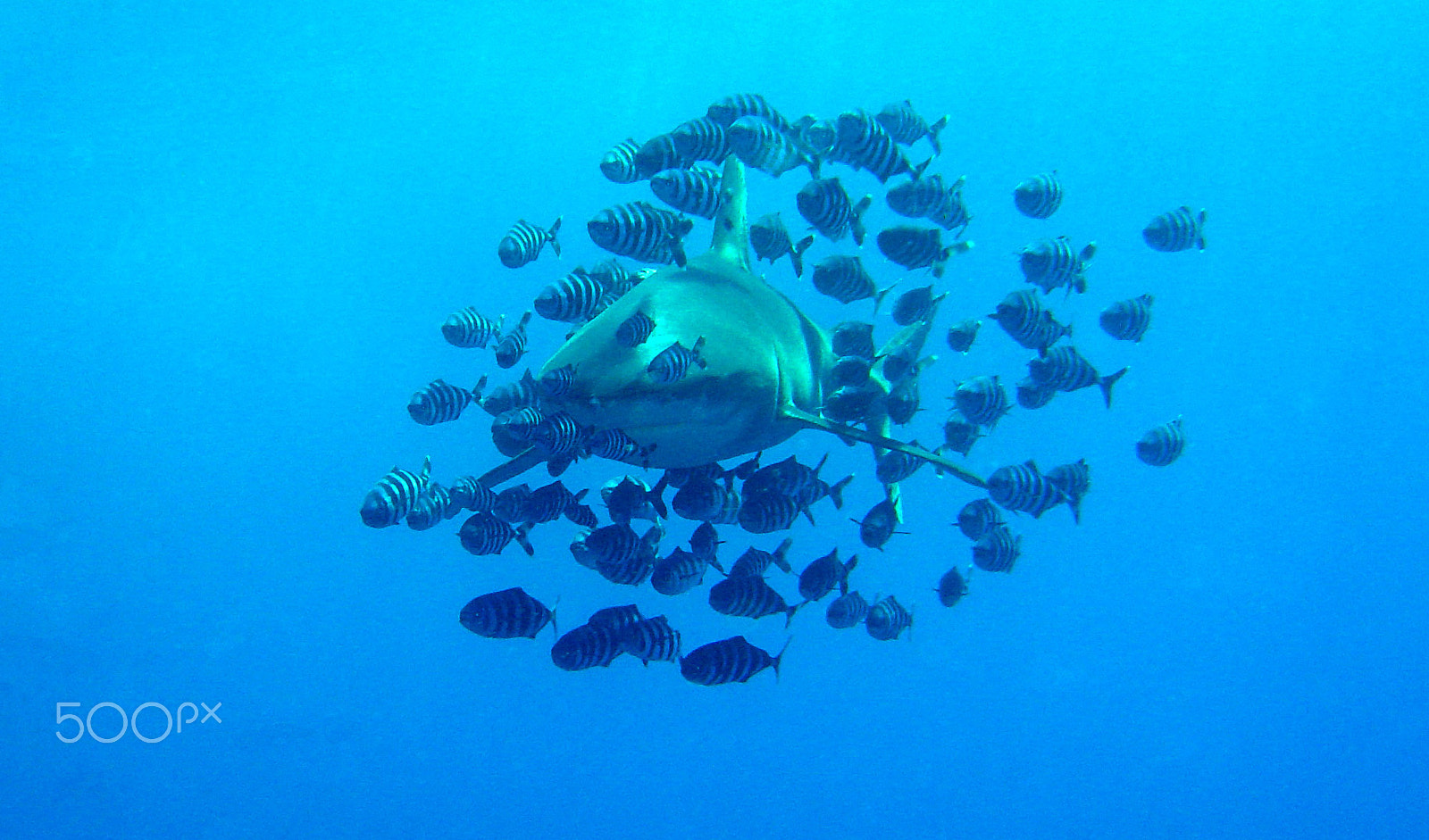 Sony DSC-P10 sample photo. Oceanic whitetip shark (longimanus) and friends photography