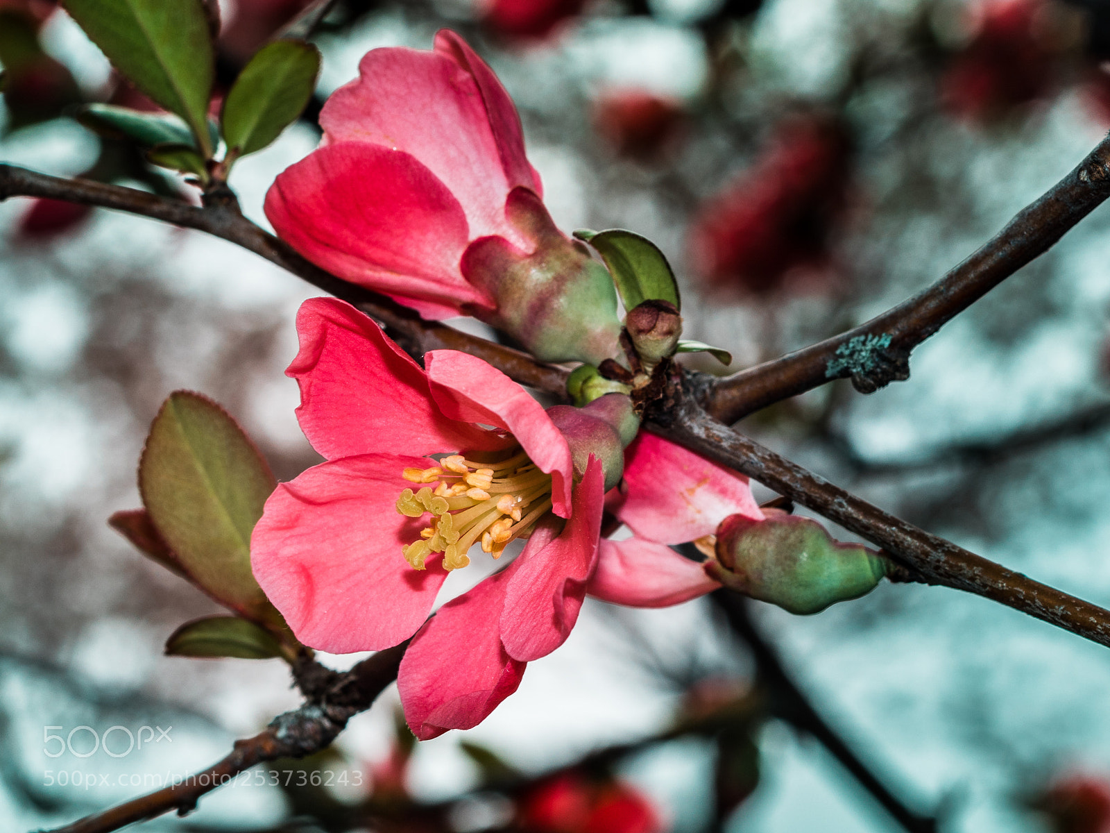 Canon EOS M50 (EOS Kiss M) sample photo. Lollipop photography