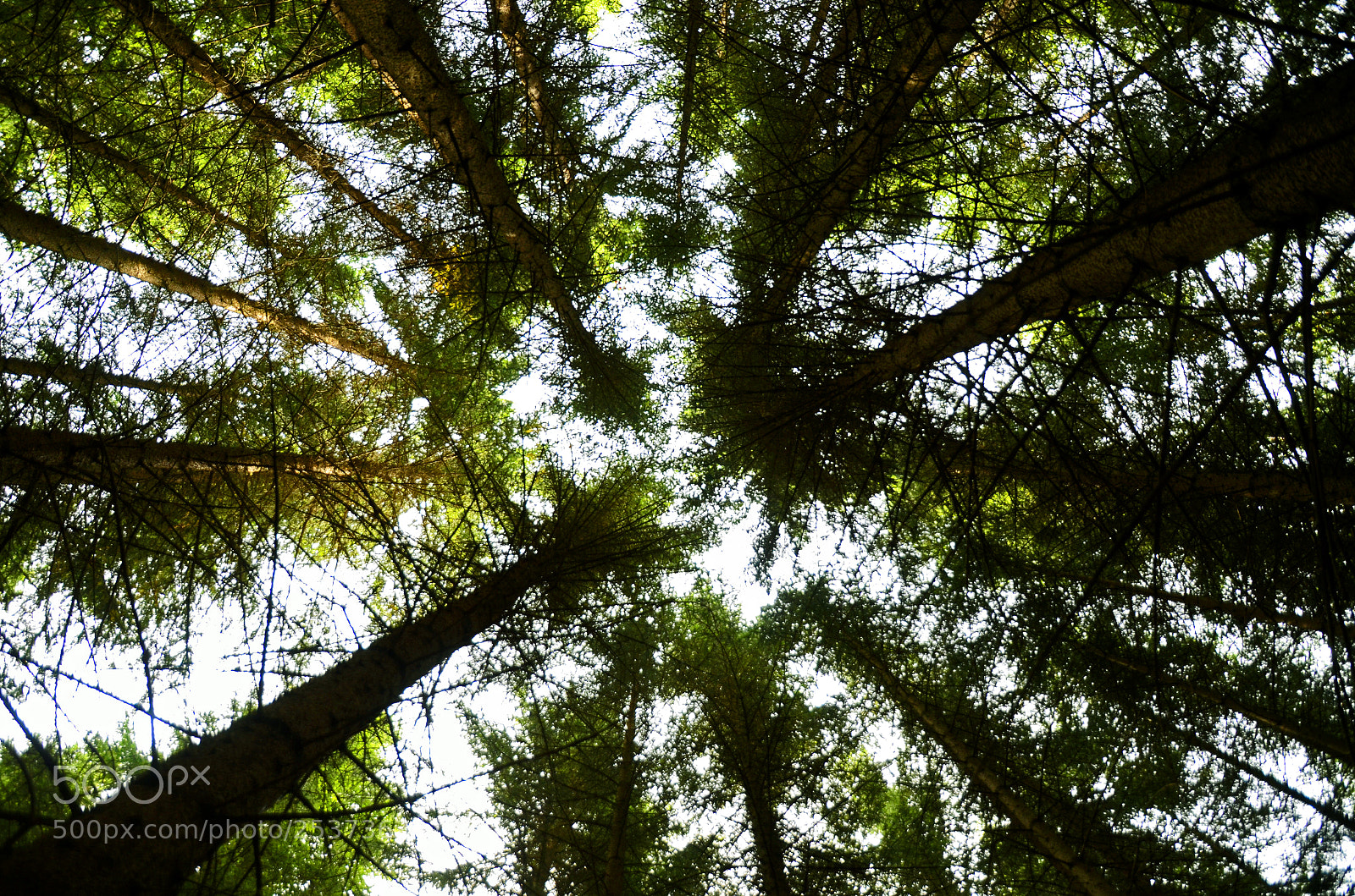 Nikon D7000 sample photo. Day 38 - trees photography