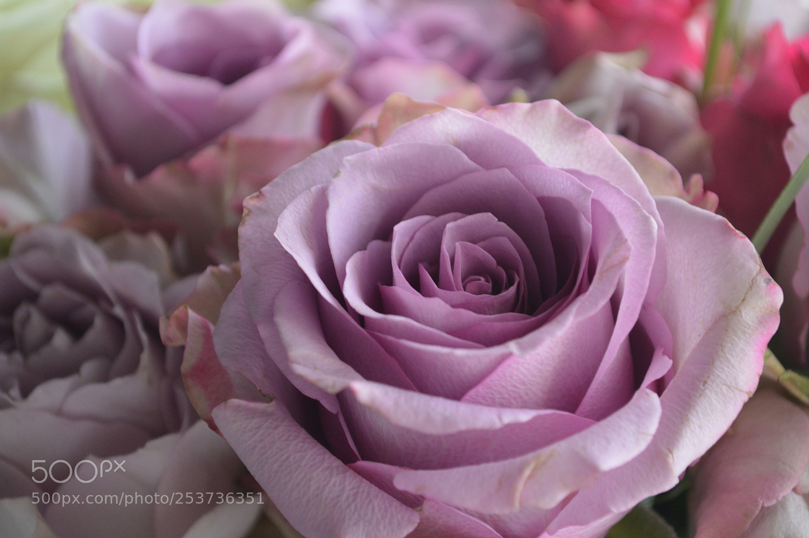 Nikon D3200 sample photo. Pinky photography