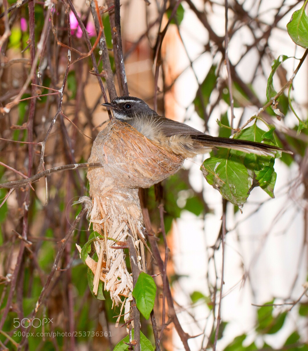 Canon EOS 70D sample photo. Bird's nest photography