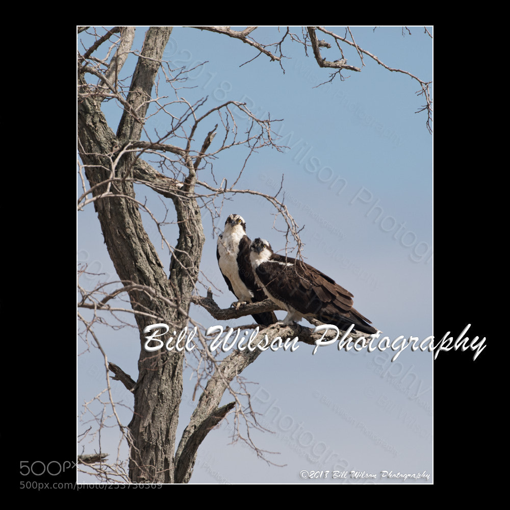 Nikon D500 sample photo. Osprey couple photography