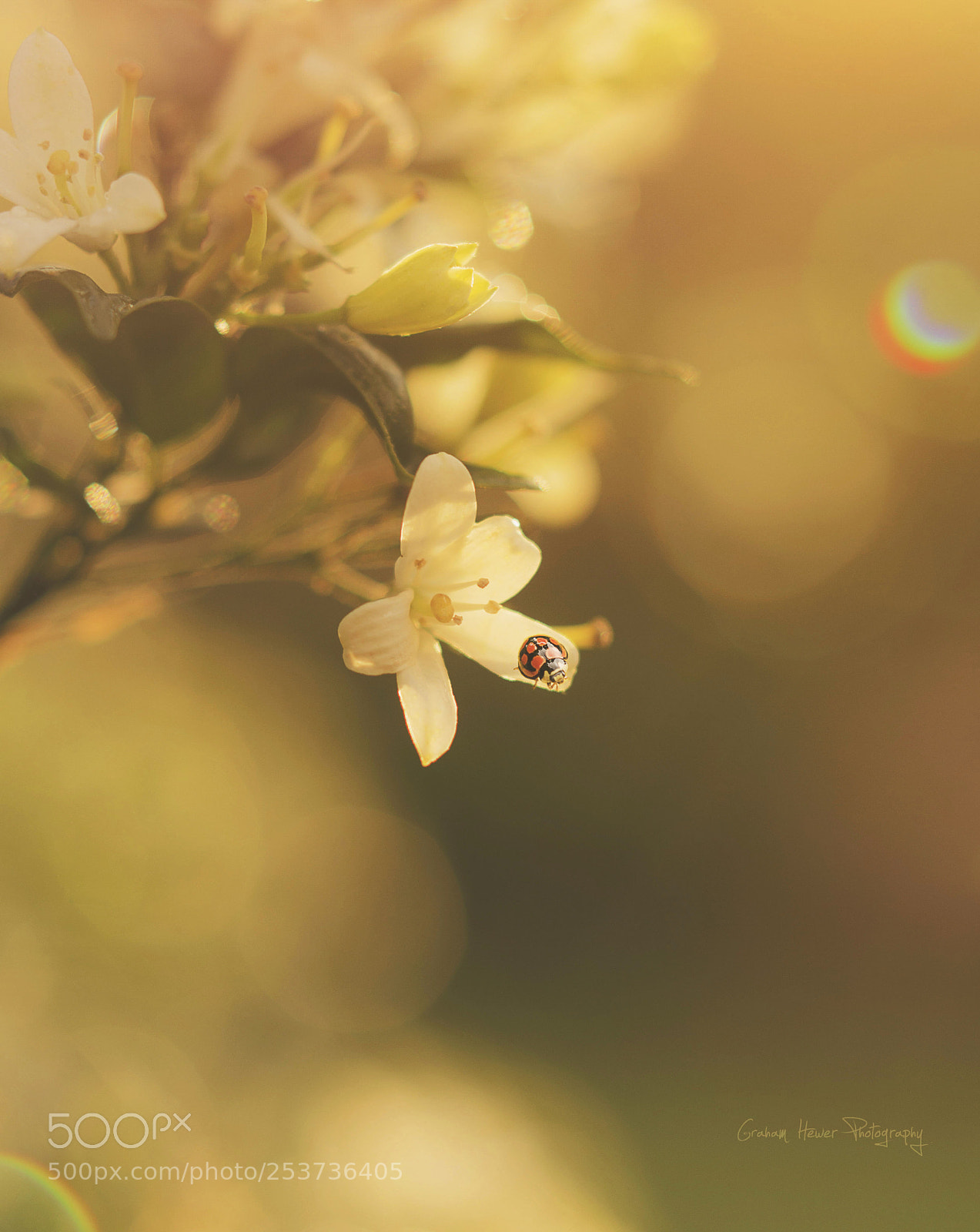 Nikon D7000 sample photo. Sunset lady photography