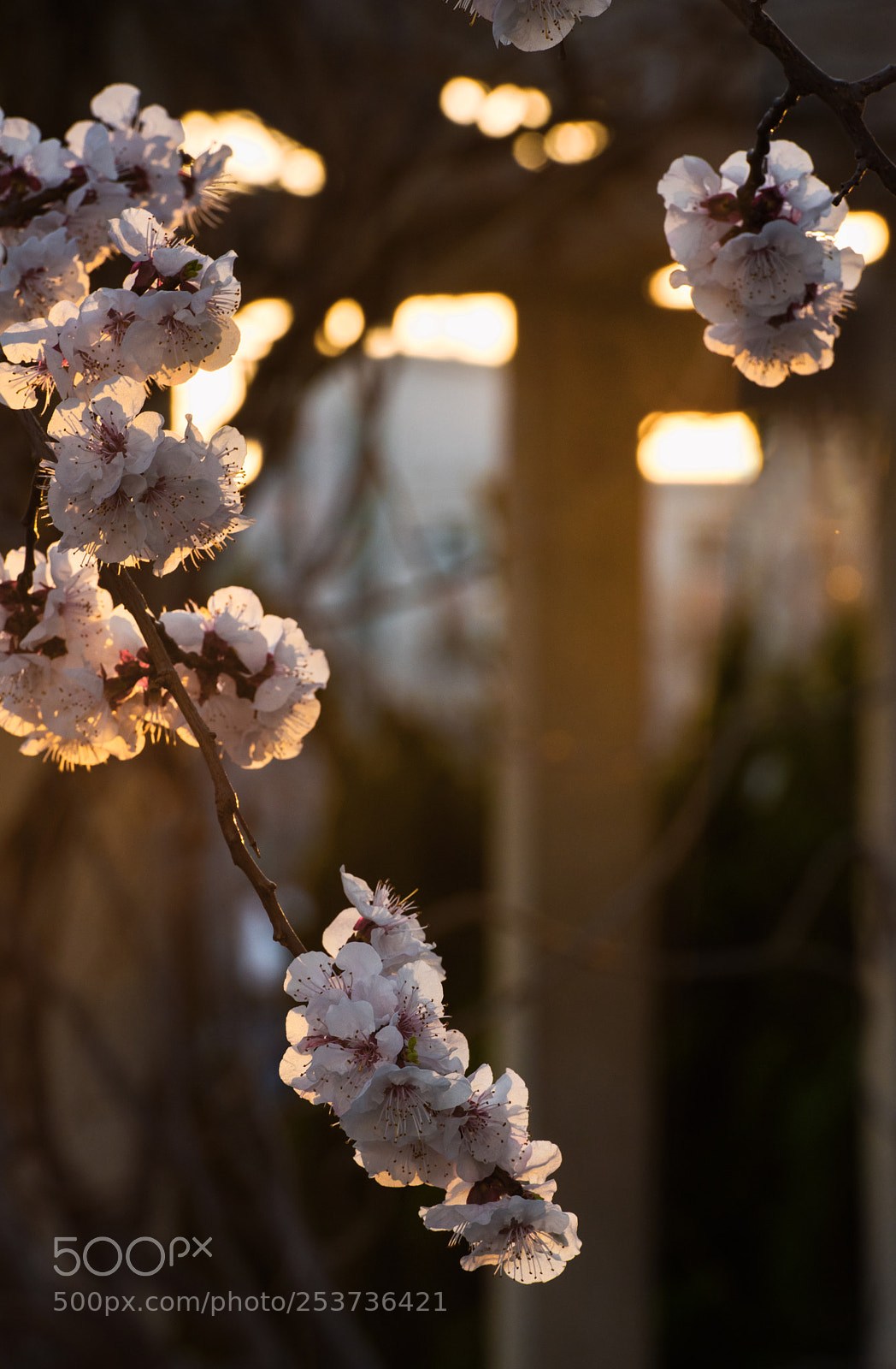 Nikon D810 sample photo. 1 photography