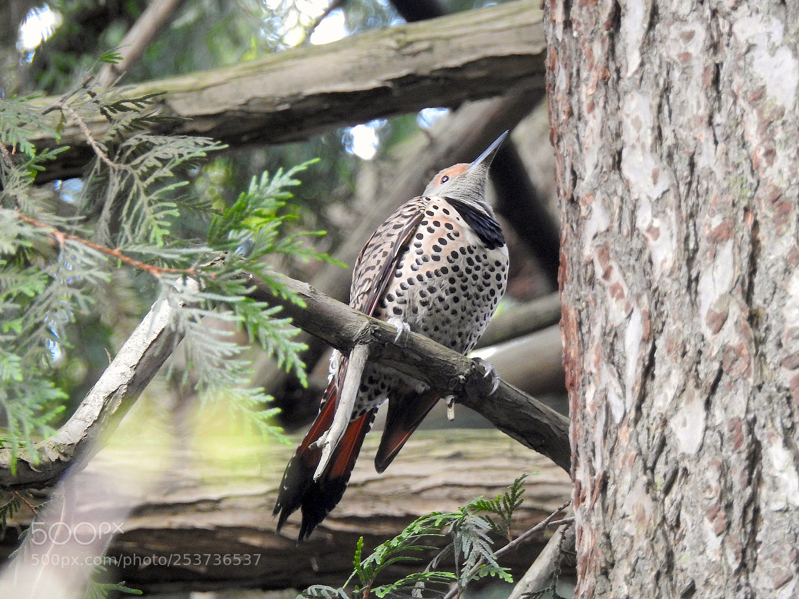 Nikon Coolpix P900 sample photo. Northern flicker photography