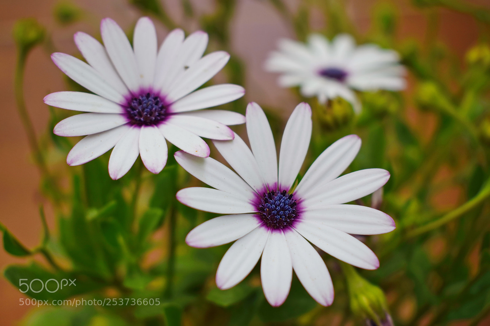Nikon D5300 sample photo. Spring flower photography