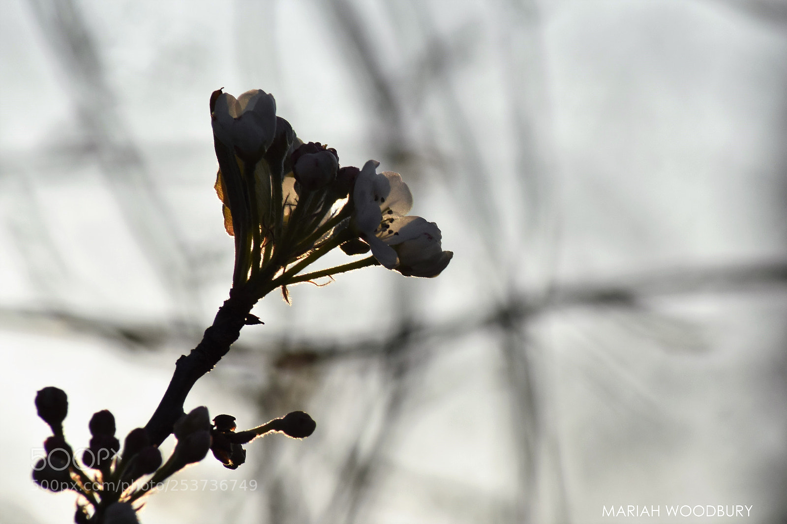 Nikon D3400 sample photo. Golden hour flower photography