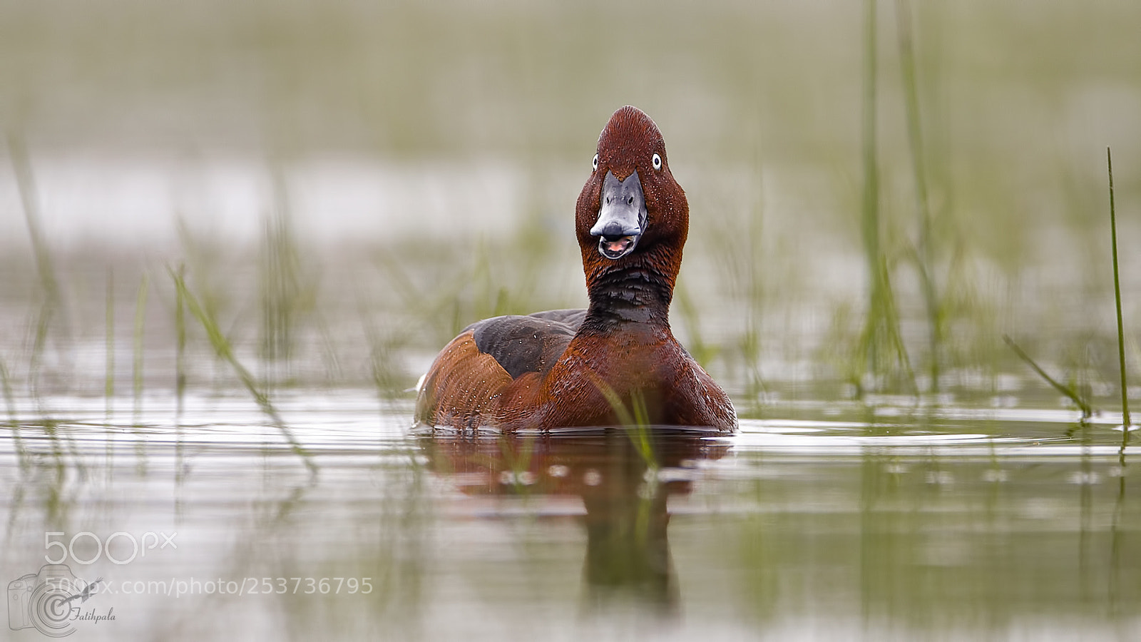 Canon EOS 5D Mark IV sample photo. Ferruginous duck photography