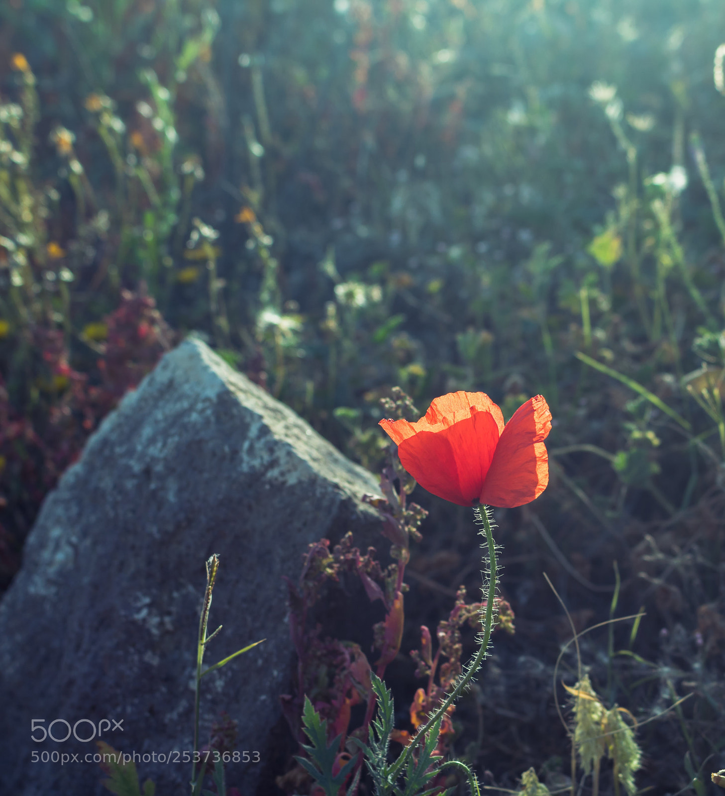 Canon EOS 750D (EOS Rebel T6i / EOS Kiss X8i) sample photo. Poppy gone wild photography
