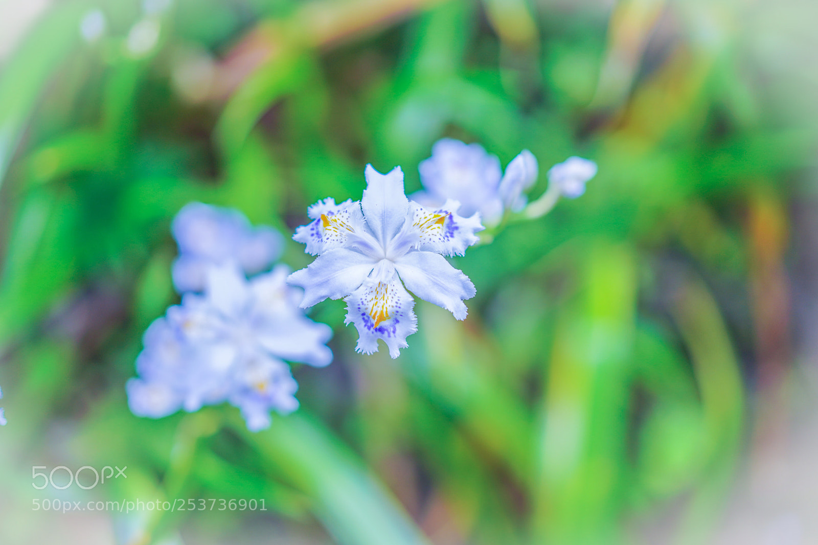 Sony a7 III sample photo. Wild flowers in spring photography