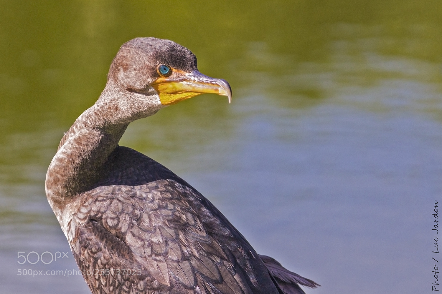 Canon EOS 600D (Rebel EOS T3i / EOS Kiss X5) sample photo. Cormoran / cuba photography