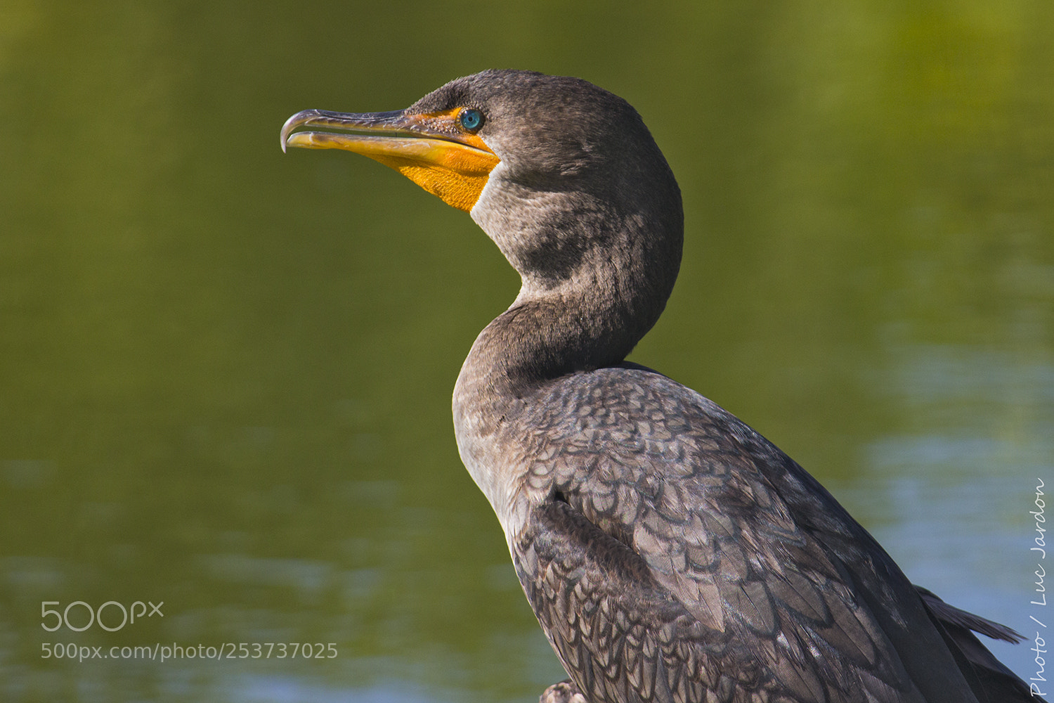 Canon EOS 600D (Rebel EOS T3i / EOS Kiss X5) sample photo. Cormoran / cuba photography