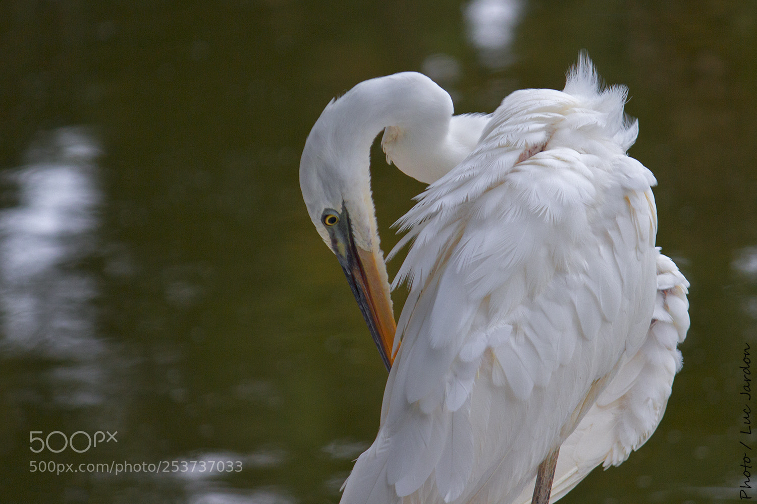 Canon EOS 600D (Rebel EOS T3i / EOS Kiss X5) sample photo. Grande aigrette / cuba photography