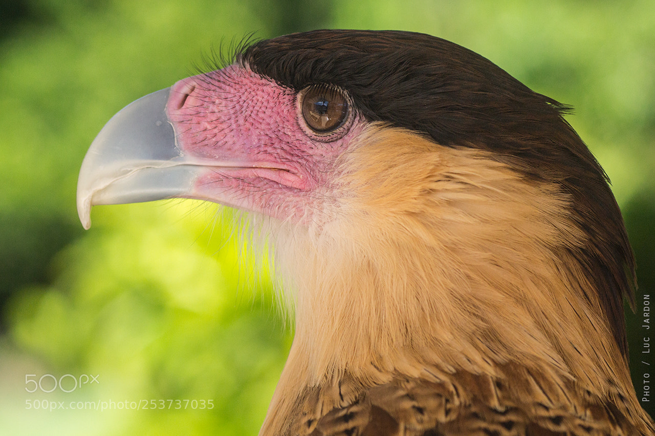 Canon EOS 600D (Rebel EOS T3i / EOS Kiss X5) sample photo. Caracara / cuba photography