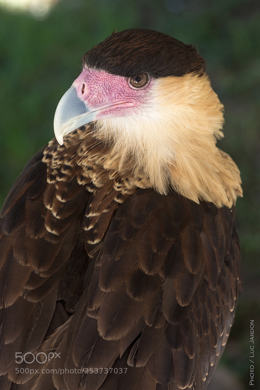 Canon EOS 600D (Rebel EOS T3i / EOS Kiss X5) sample photo. Caracara / cuba photography