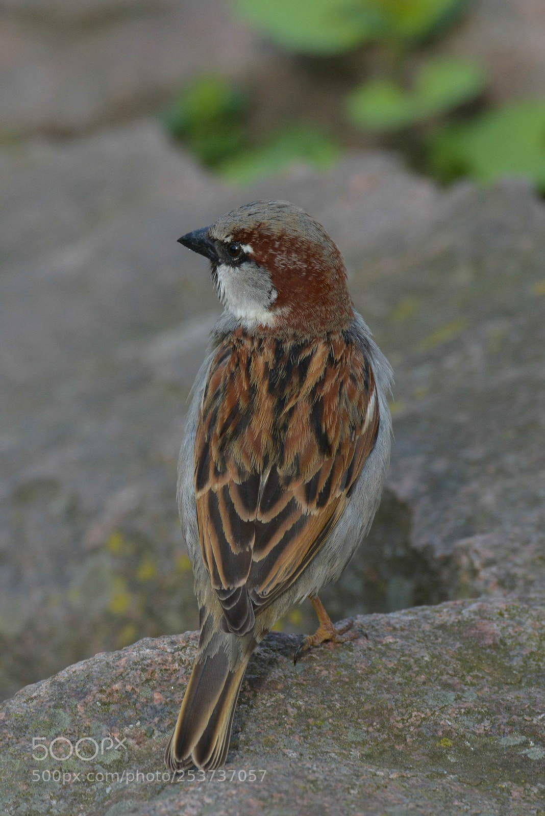 Nikon D800 sample photo. Sparrow in springtime photography