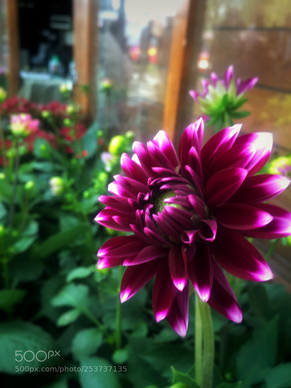 Apple iPhone 6s Plus sample photo. Purple  photography