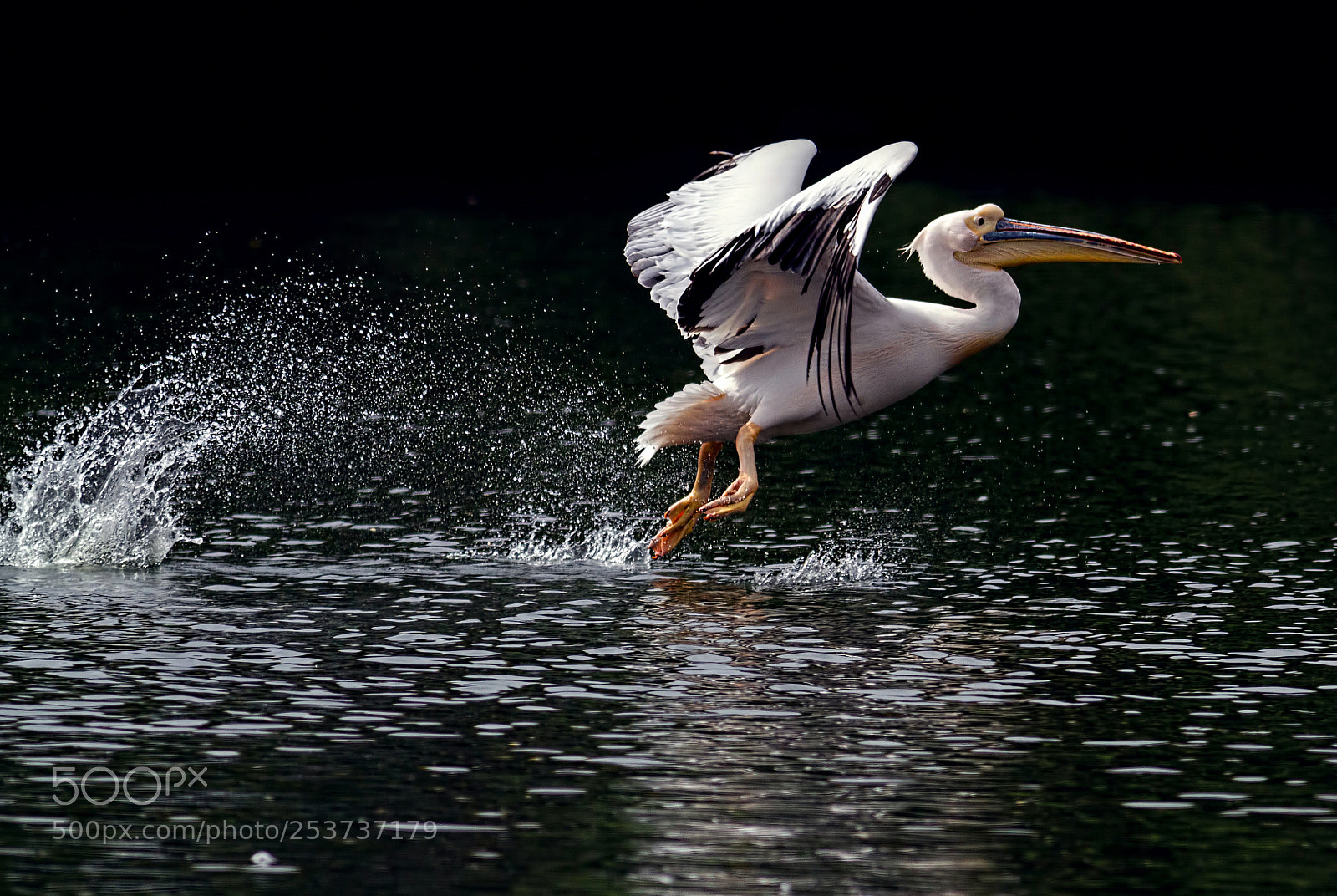 Canon EOS 7D sample photo. Freedom... photography
