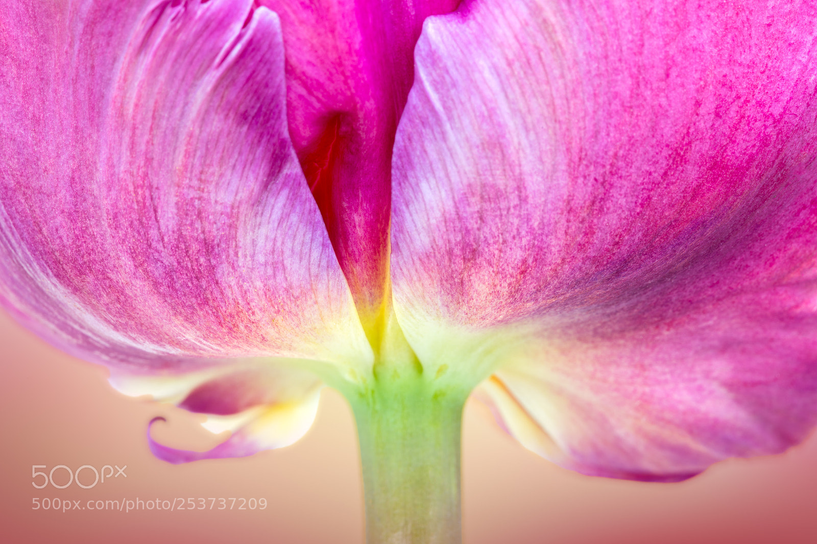 Canon EOS 5D Mark IV sample photo. Tulip photography