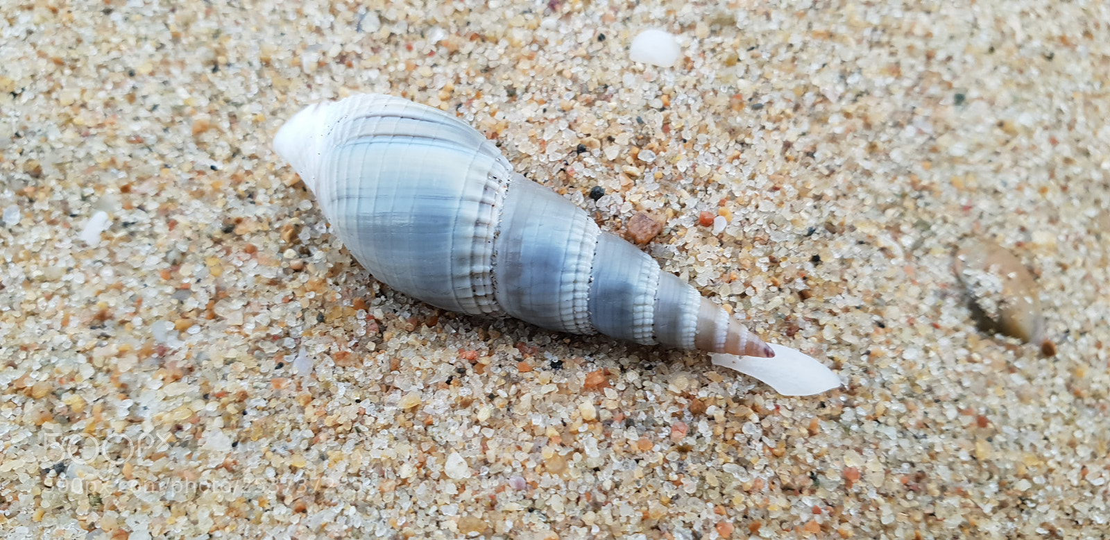 Samsung Galaxy S9+ sample photo. Shell photography