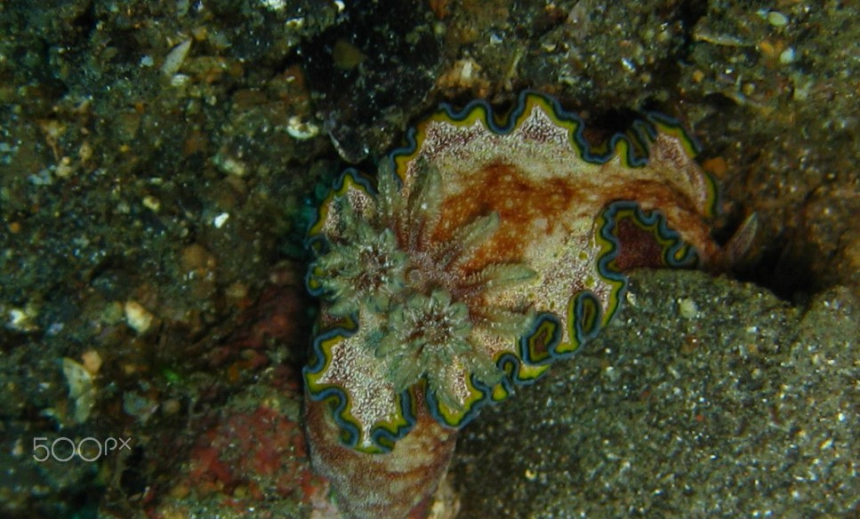 Canon DIGITAL IXUS 960 IS sample photo. Nudibranch photography