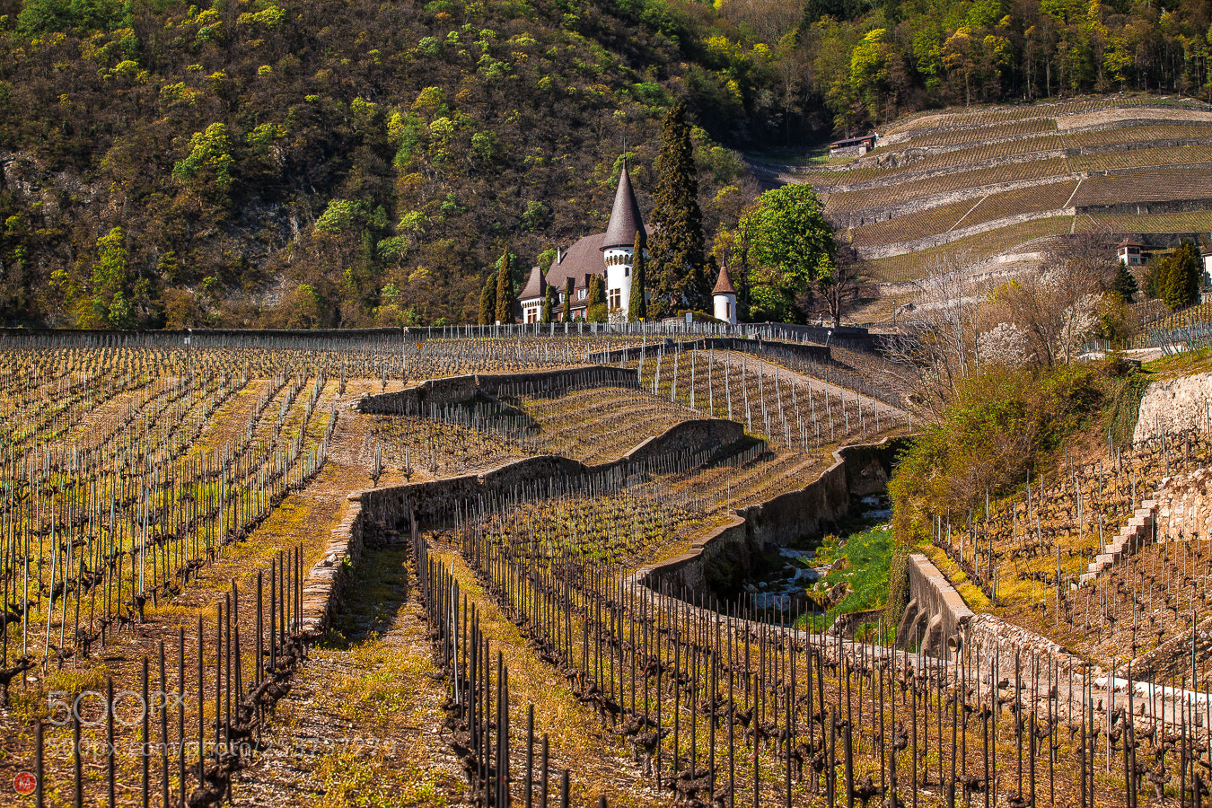 Canon EOS 5D Mark II sample photo. Vineyard in yvorne, switzerland photography
