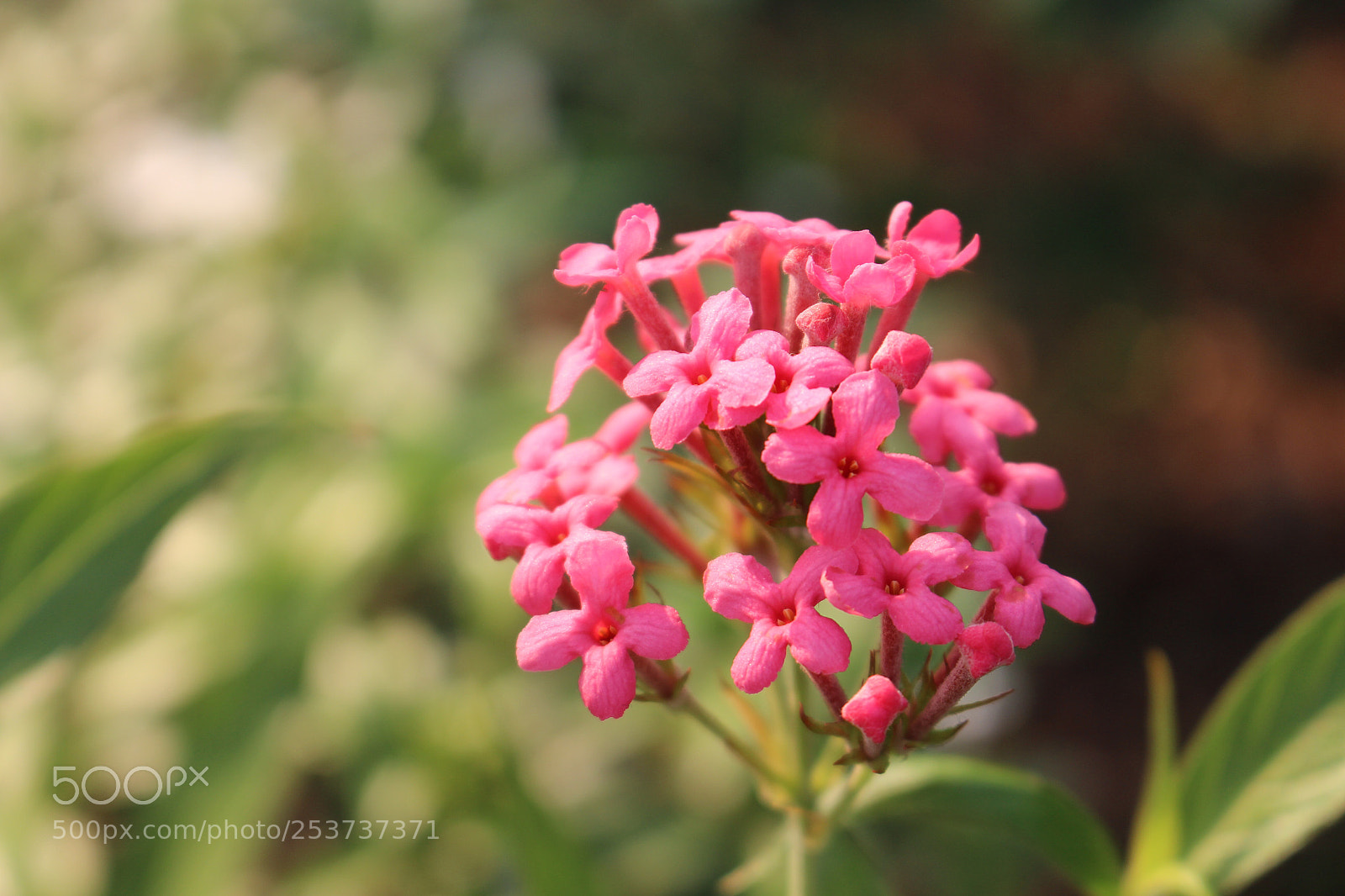 Canon EOS 700D (EOS Rebel T5i / EOS Kiss X7i) sample photo. The main cast.. photography