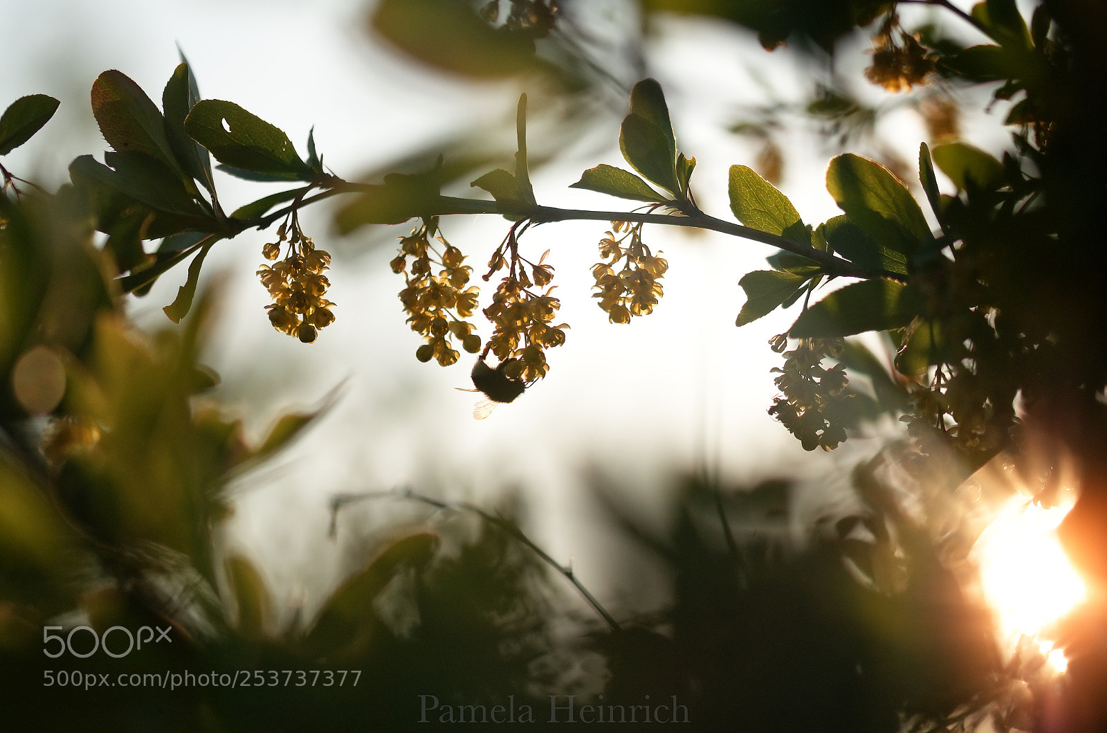 Nikon D7000 sample photo. Bourdon photography