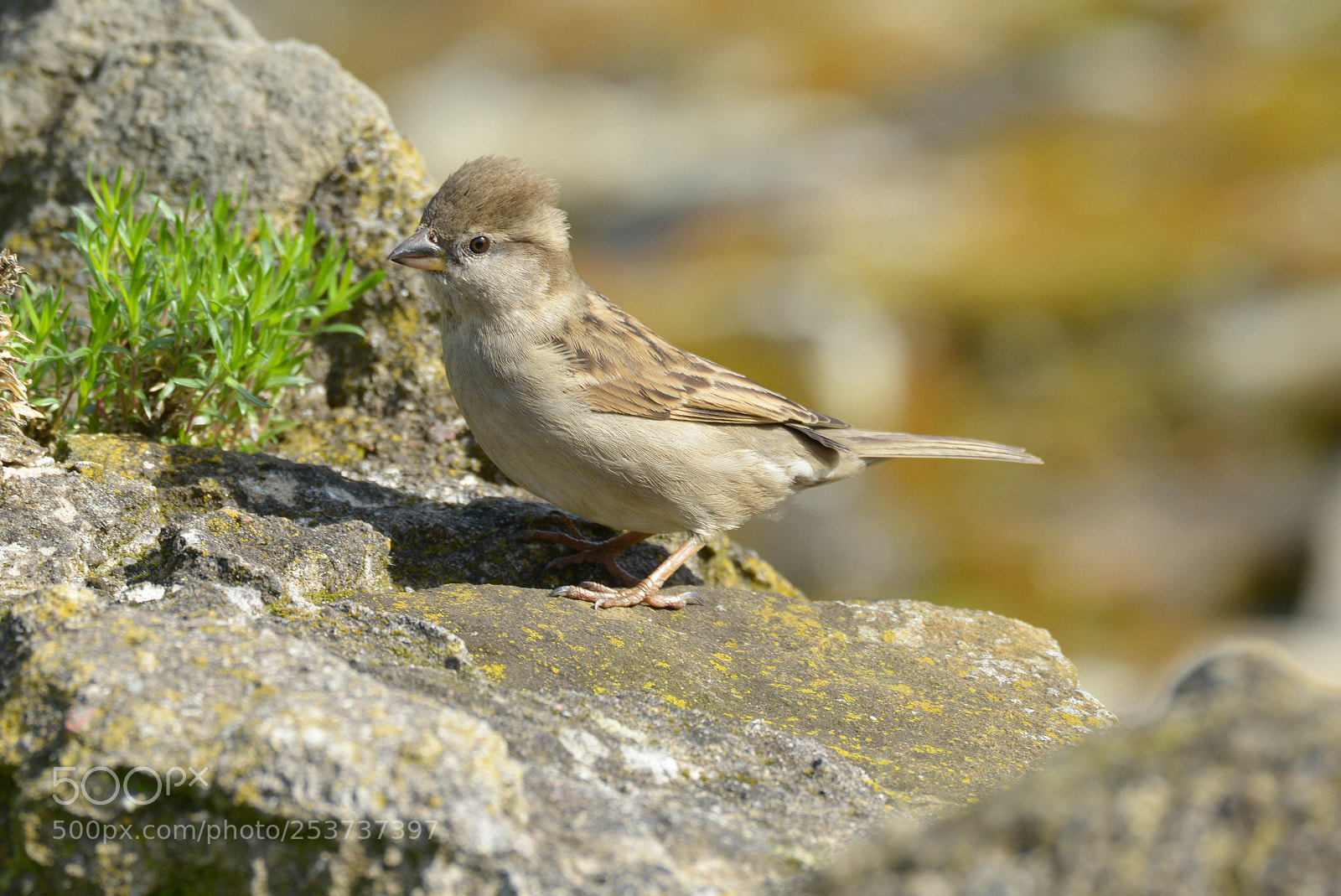 Nikon D800 sample photo. Sparrow in springtime photography
