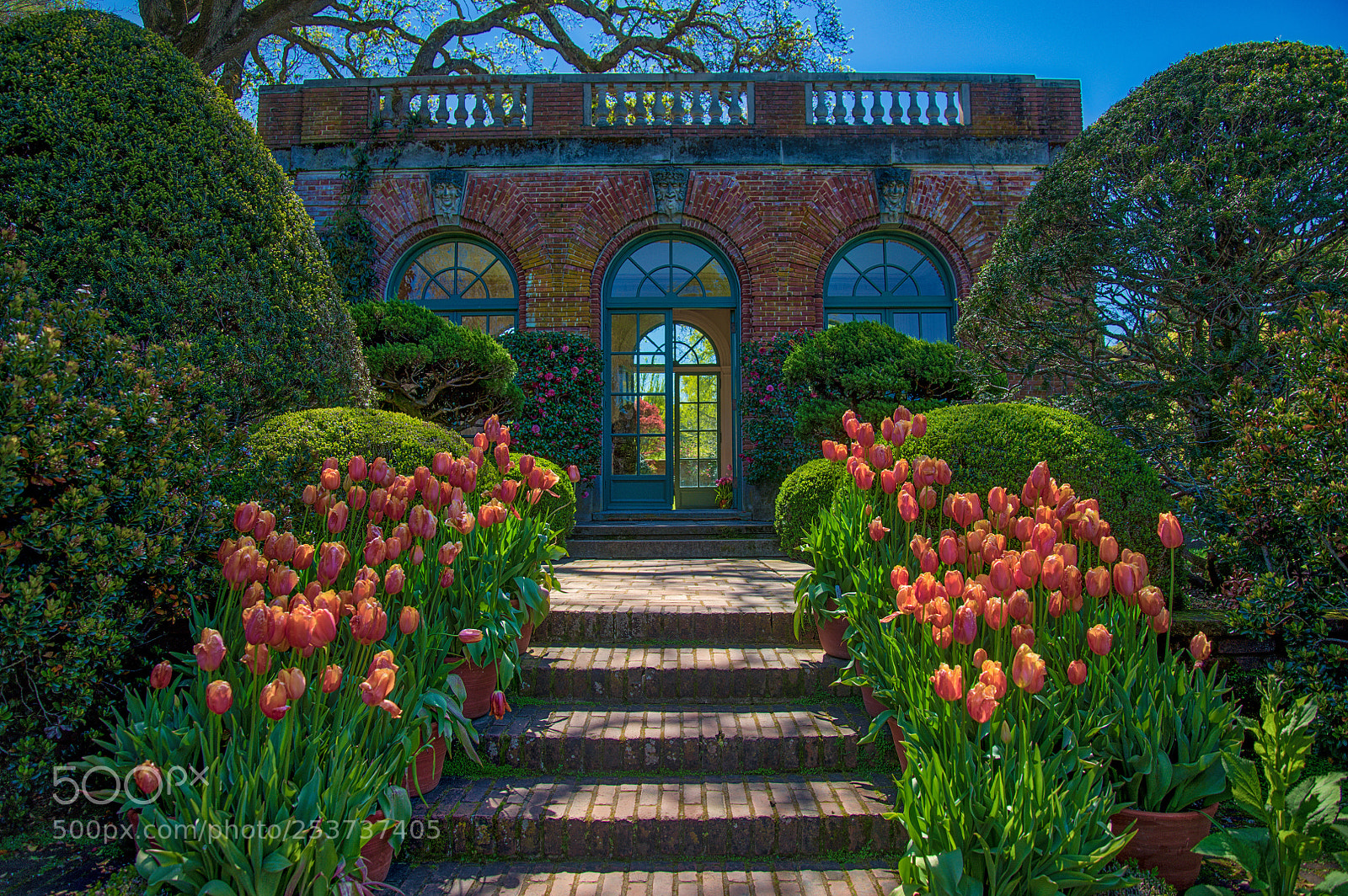 Nikon D850 sample photo. Filoli gardens photography