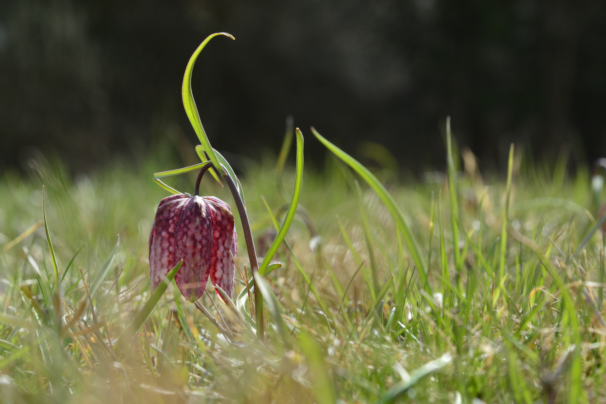Nikon D7100 sample photo. Fritillaria meleagris / schachblume photography