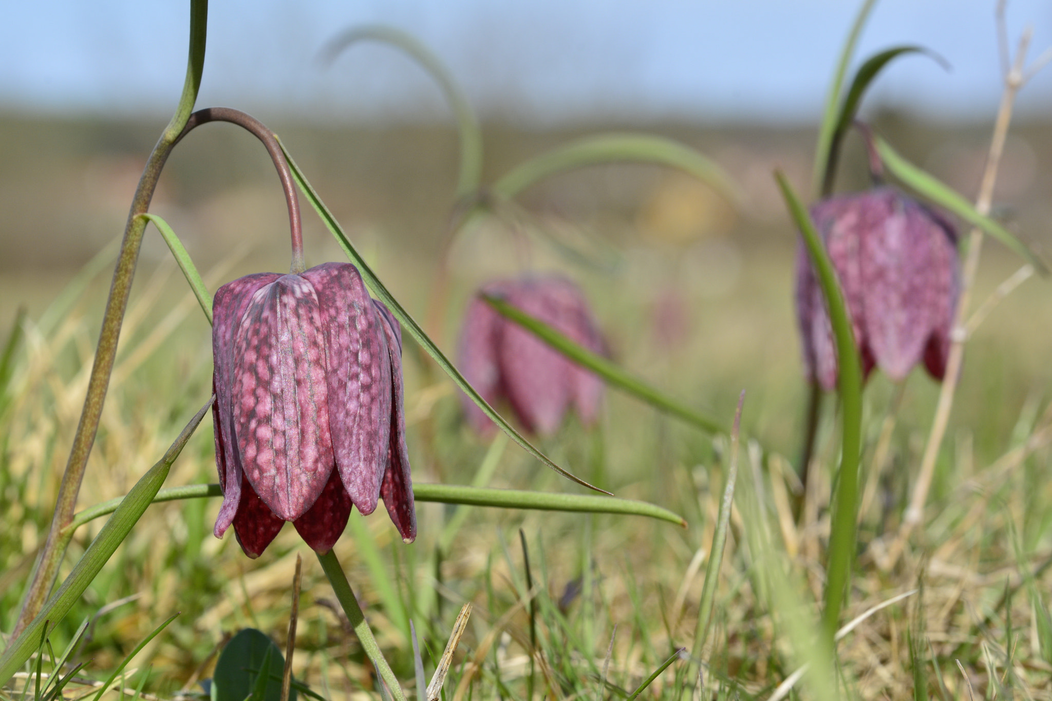 Nikon D7100 sample photo. Fritillaria meleagris / schachblume photography