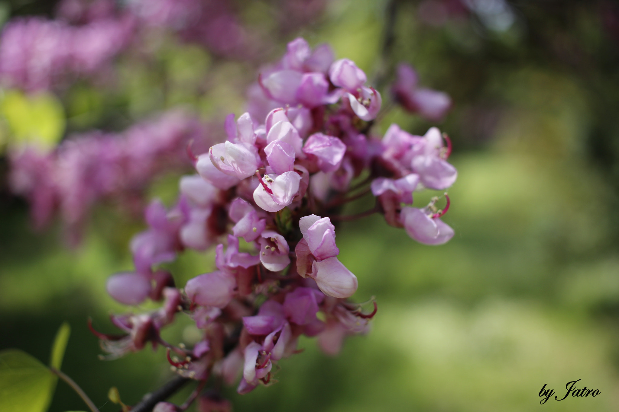 Canon EF-S 24mm F2.8 STM sample photo