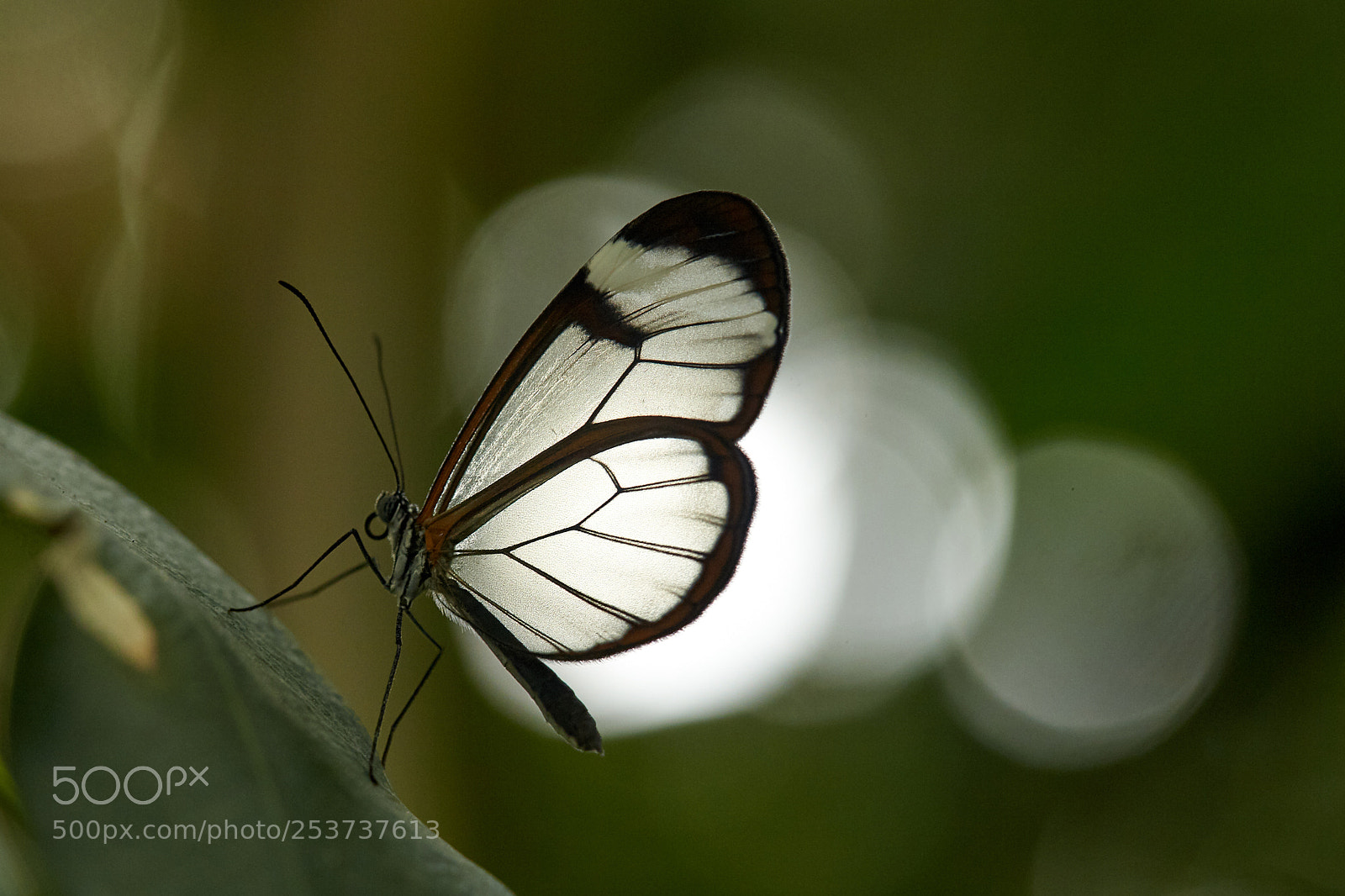 Canon EOS-1D X sample photo. Glasswing butterfly photography