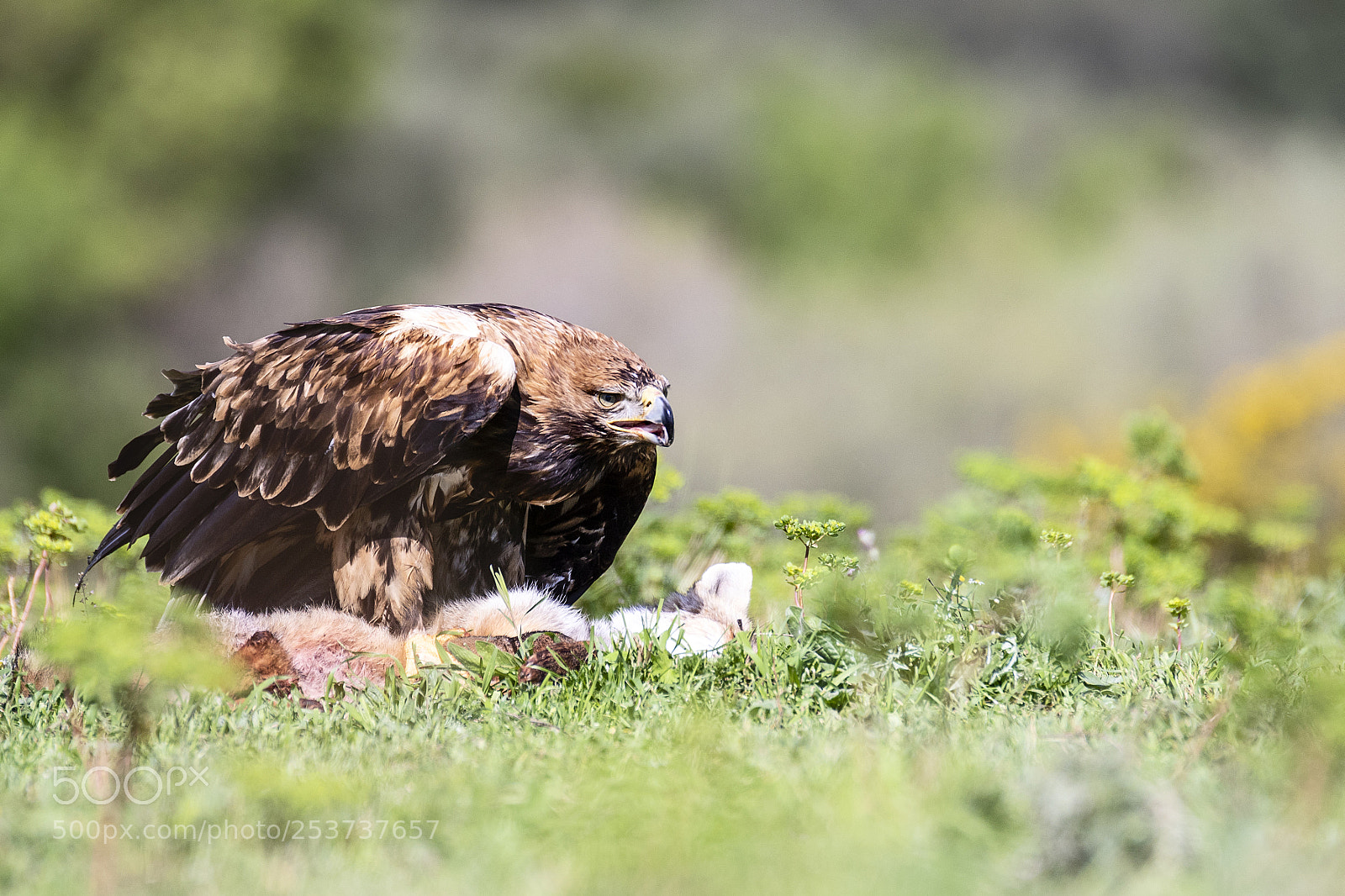 Canon EOS 7D Mark II sample photo. Aquila adalverti photography