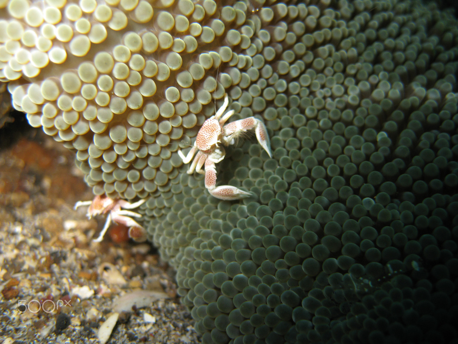 Canon DIGITAL IXUS 960 IS sample photo. Porcelain crabs on anemone photography