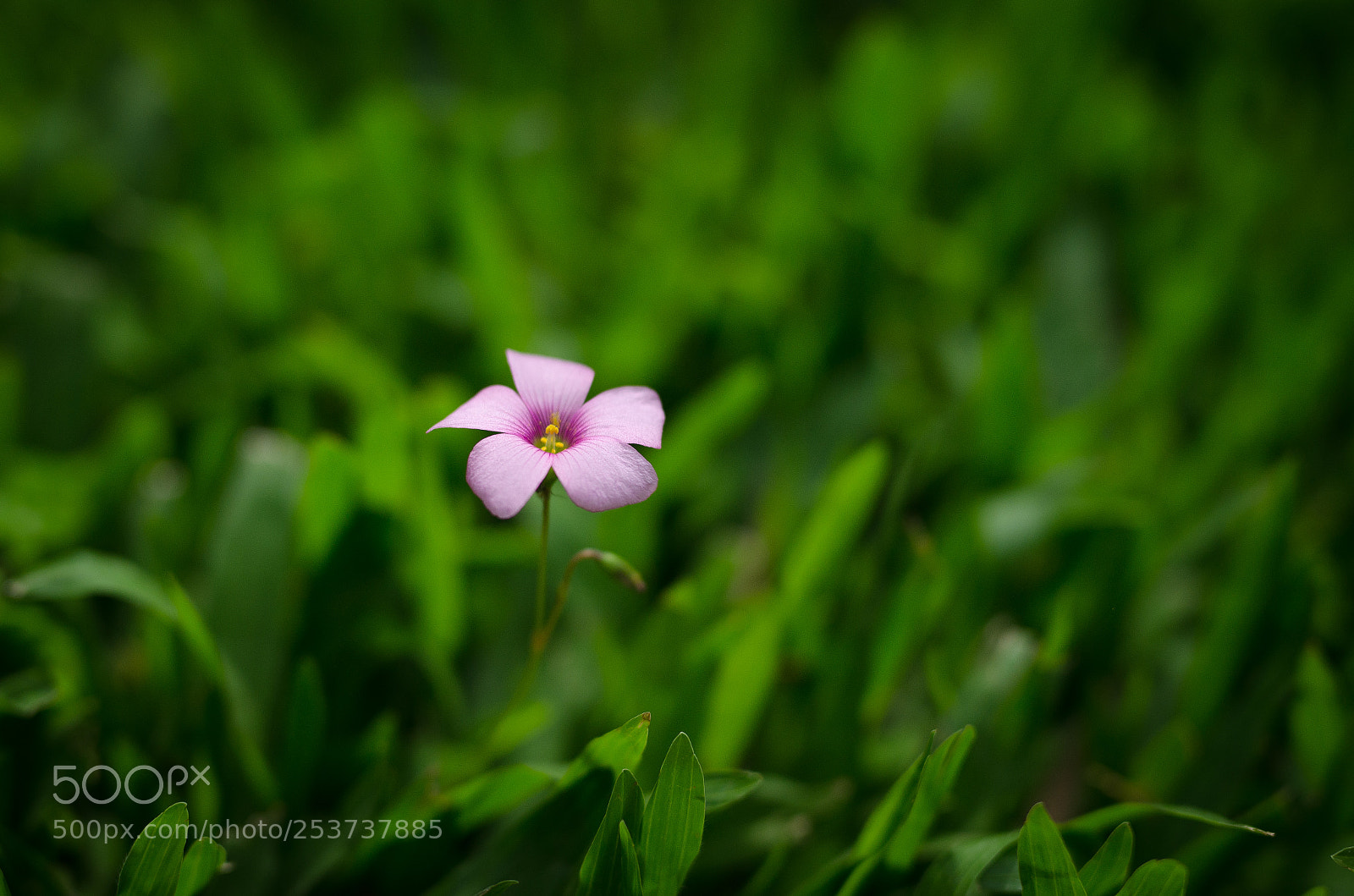 Nikon D7000 sample photo. Wild flower photography